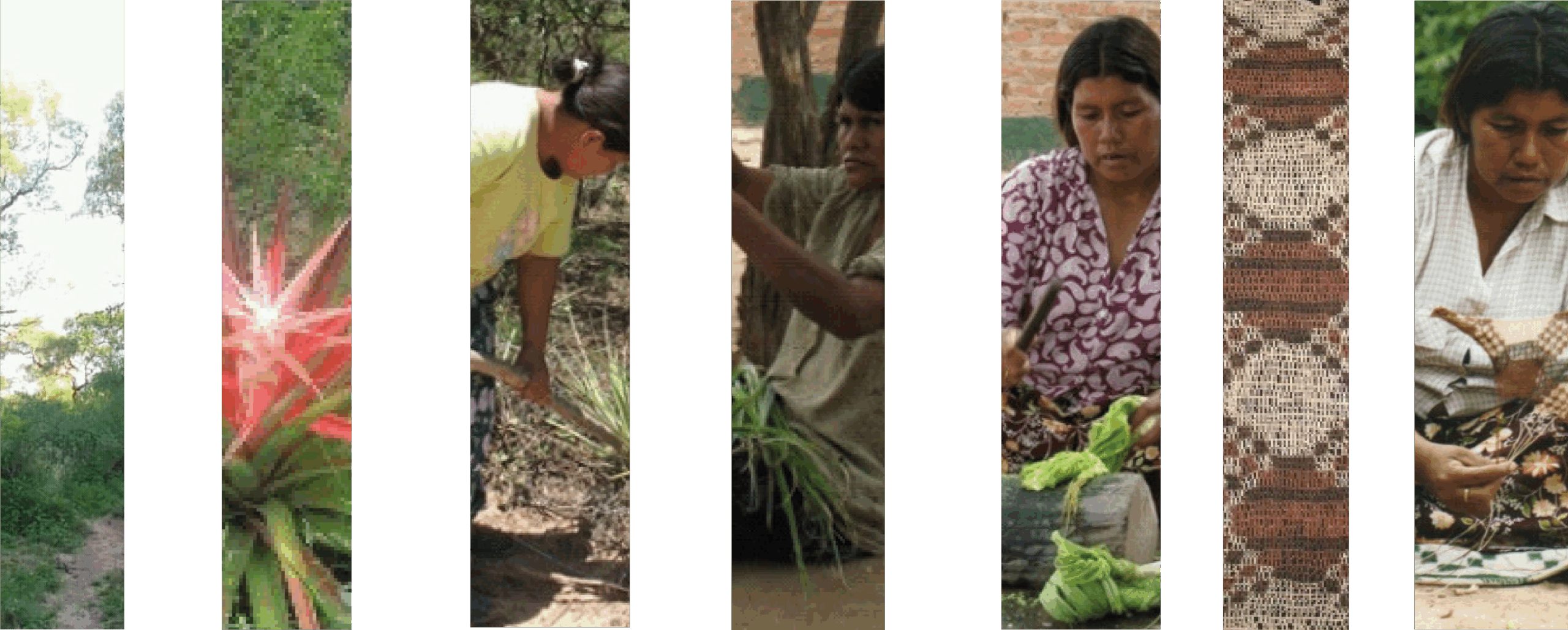 procesos de obtencion del hilo d chaguar